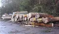 O BNG de Coirós demanda adecuación de cargadoiros e vías de saca e transporte de madeira