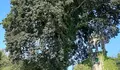 O BNG propuxo ao goberno local que pida que se inclúan no catálogo de árbores senlleiras o carballo da capela de San Paio e o eucalipto de Bordel