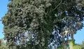 O BNG pediu a declaración de árbores senlleiras do eucalipto de Bordel e o carballo de San Paio