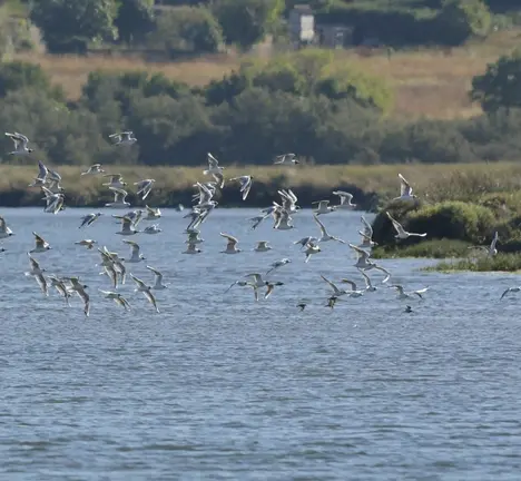 r&iacute;a de Betanzos